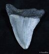 Bargain + Inch Megalodon Tooth #2332-1